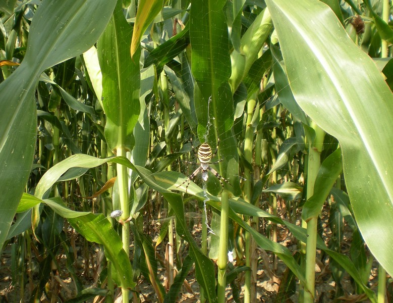 Argiope e tela